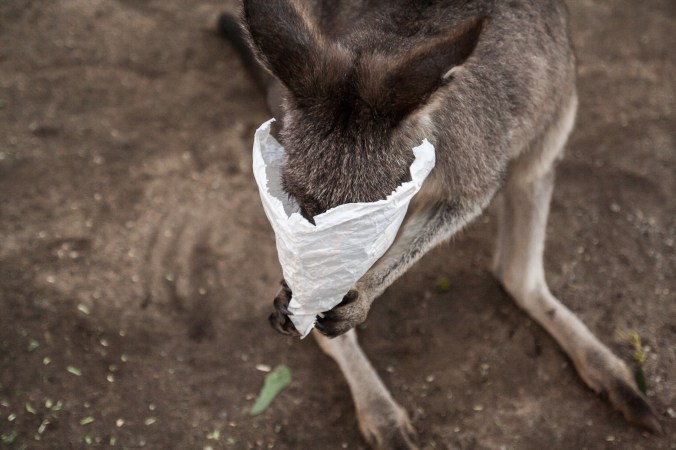 Kangaroo stealing the food