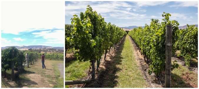 vineyard2