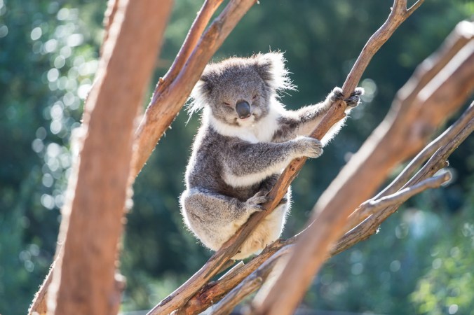 wine and wildlife-11