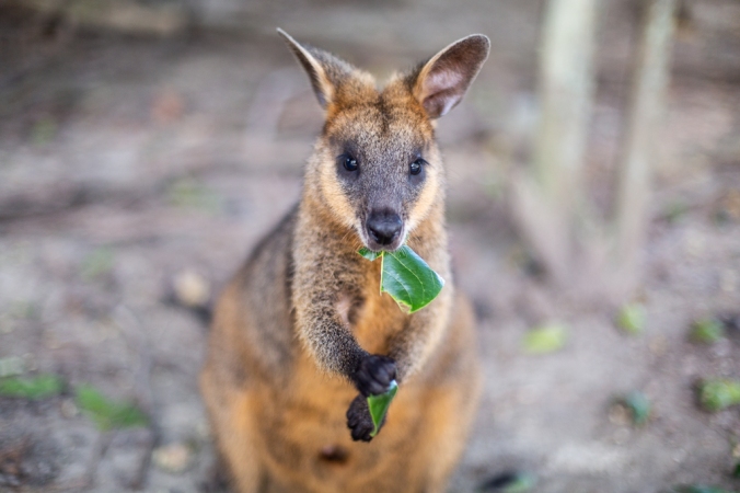 wallaby eating green leaf