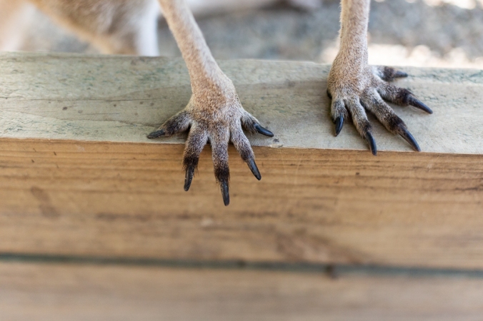 kangaroo feet on wood
