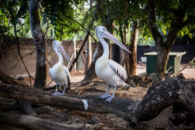 two pelicans on log