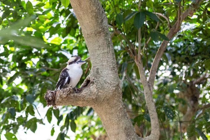 kookaburra in a tree
