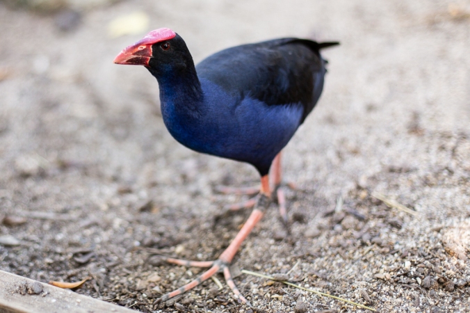 walking red and blue bird with long toes
