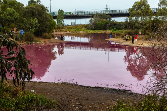 people taking photos at pink lake